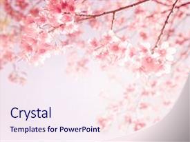 sakura powerpoint template