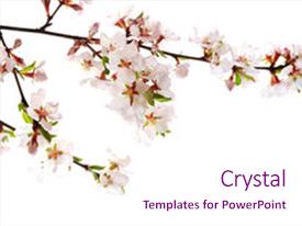 cherry blossom powerpoint template