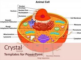 mitochondria biology powerpoint templates | crystalgraphics mitochondria biology powerpoint templates | crystalgraphics, Presentation templates